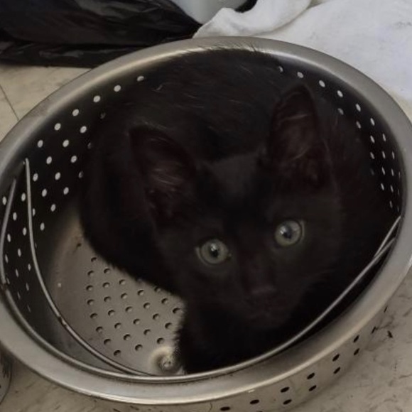 Meet your Posher, Juan - Picture 1 of 1